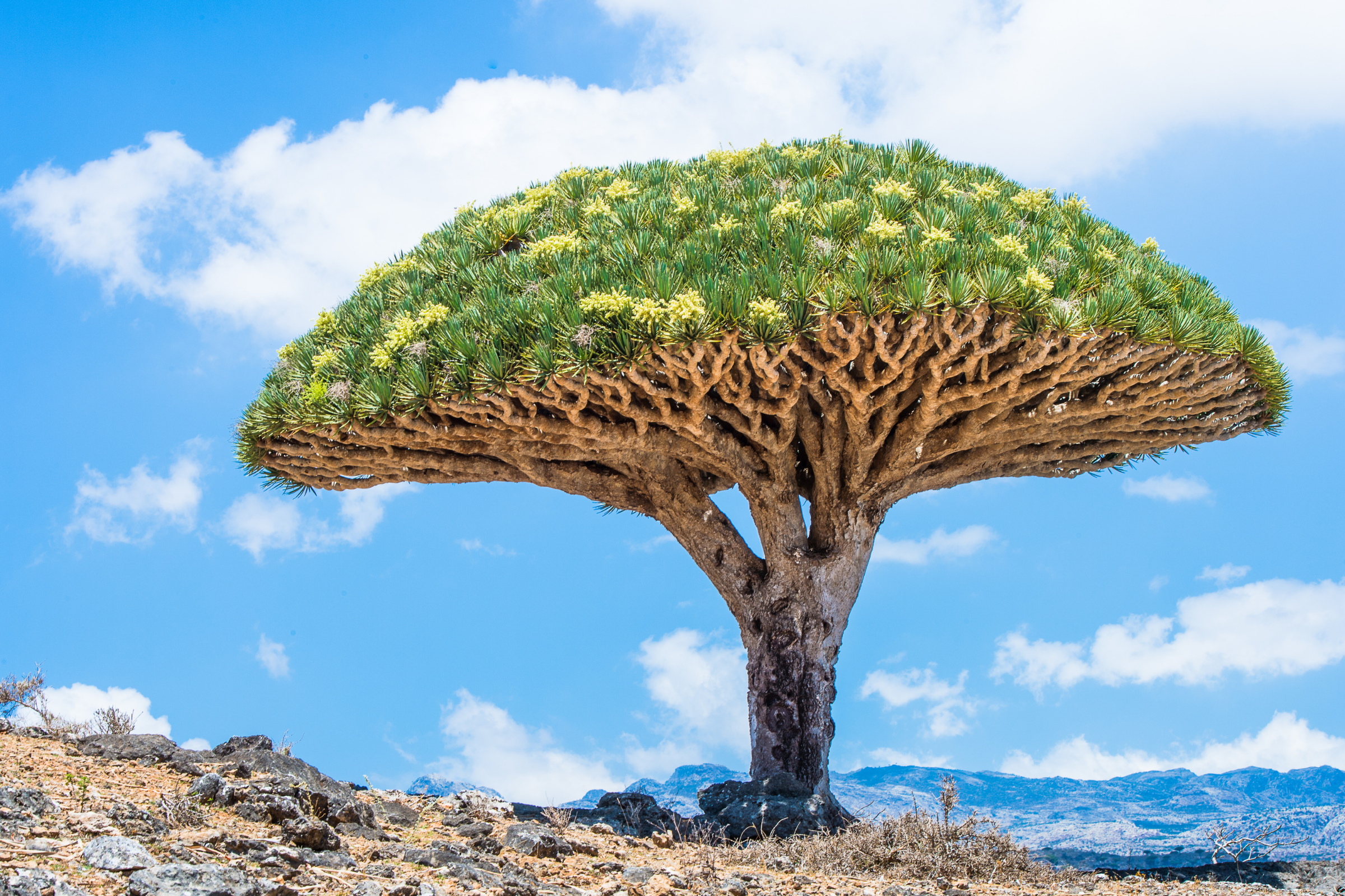 socotra island.webp